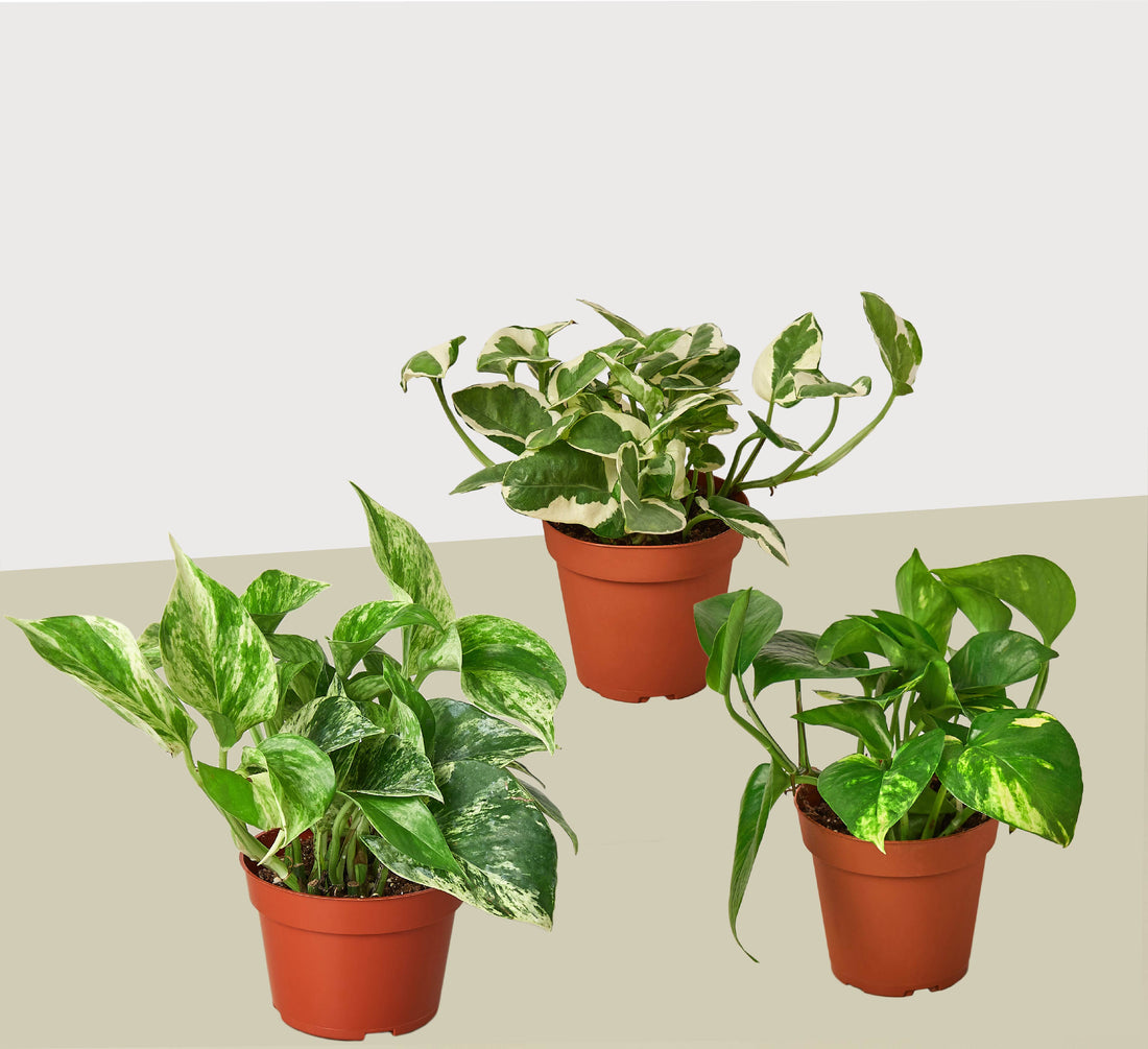 3 Pothos Variety Pack / 4&quot; Pot / Live Plant / Home and Garden Plants