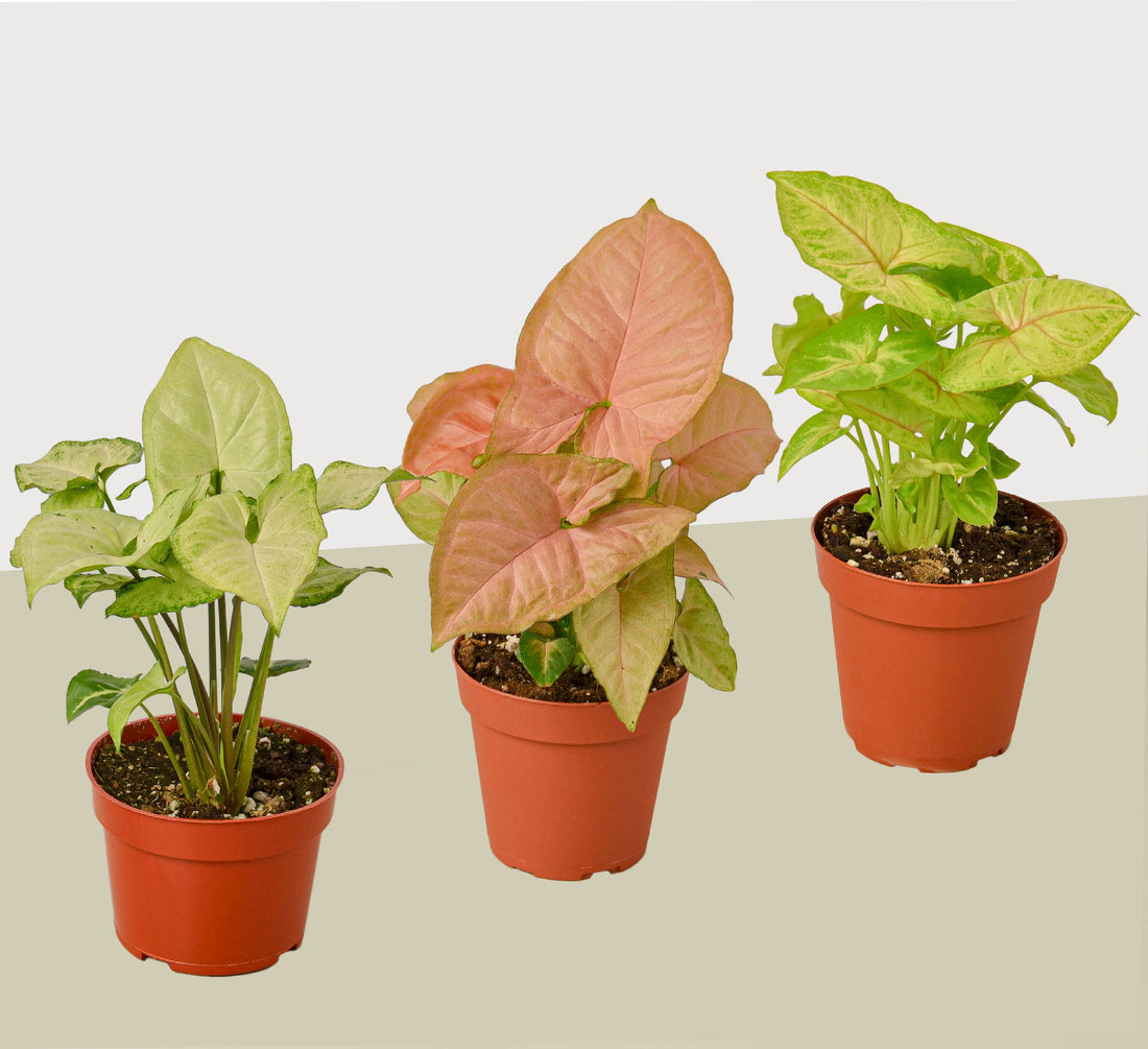 3 Different Syngonium Plants - Arrowhead Plants / 4&quot; Pot / Live Plant