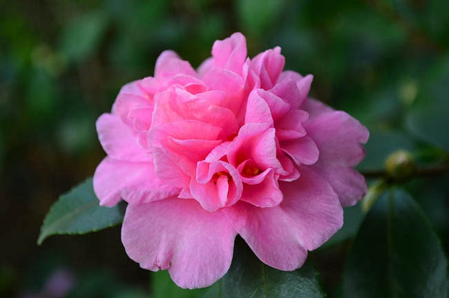 Sparkling Burgundy Camellia-Exceptional Pink Double Blooms