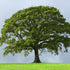 (3 Gallon) Sawtooth Oak Tree-Great Source of Food and Fodder For Wildlife, First To Provide Hard Mast To All Wildlife