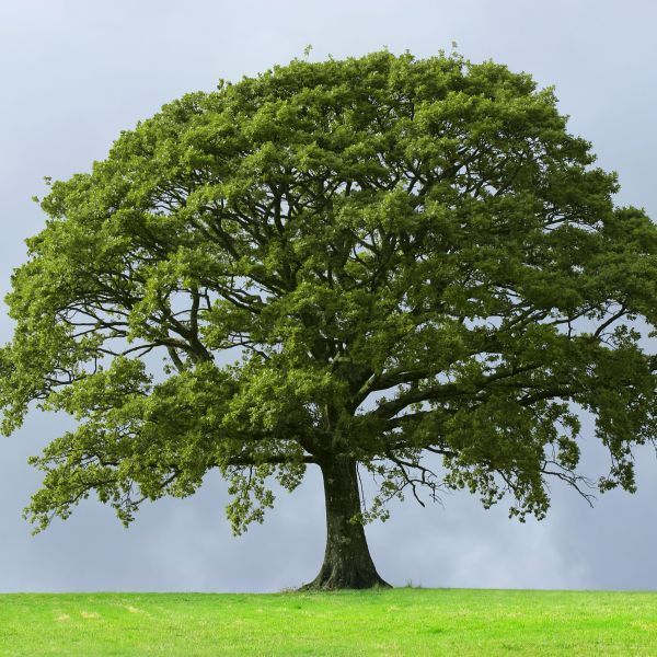 (1 Gallon) Sawtooth Oak Tree-Great Source of Food and Fodder For Wildlife, First To Provide Hard Mast To All Wildlife