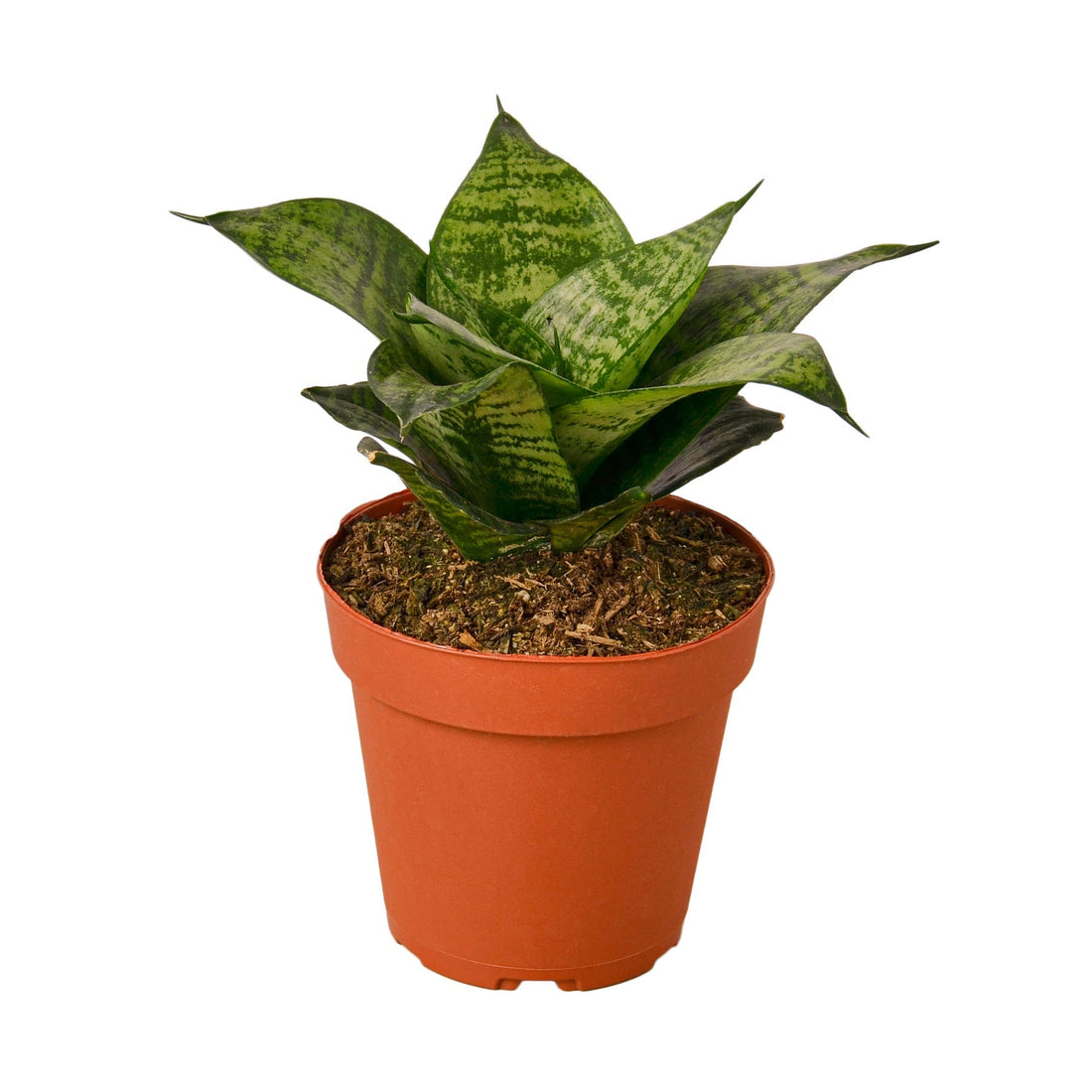 Snake Plant Black Robusta - 4&quot; Pot - NURSERY POT ONLY