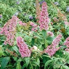 (1 Gallon) Pink Delight Butterfly Bush - Charming Bright Pink, Fragrant Flower Clusters