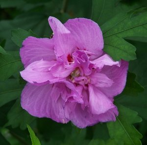 Raspberry Smoothie Althea(Rose of Sharon)Produces Lots of Double Raspberry Blooms, 12-18&quot; Tall