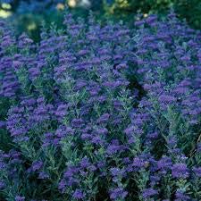 (1 Gallon) Dark Knight Caryopteris is a Deciduous Shrub That Produces Showy, Fragrant Deep Blue Blooms.