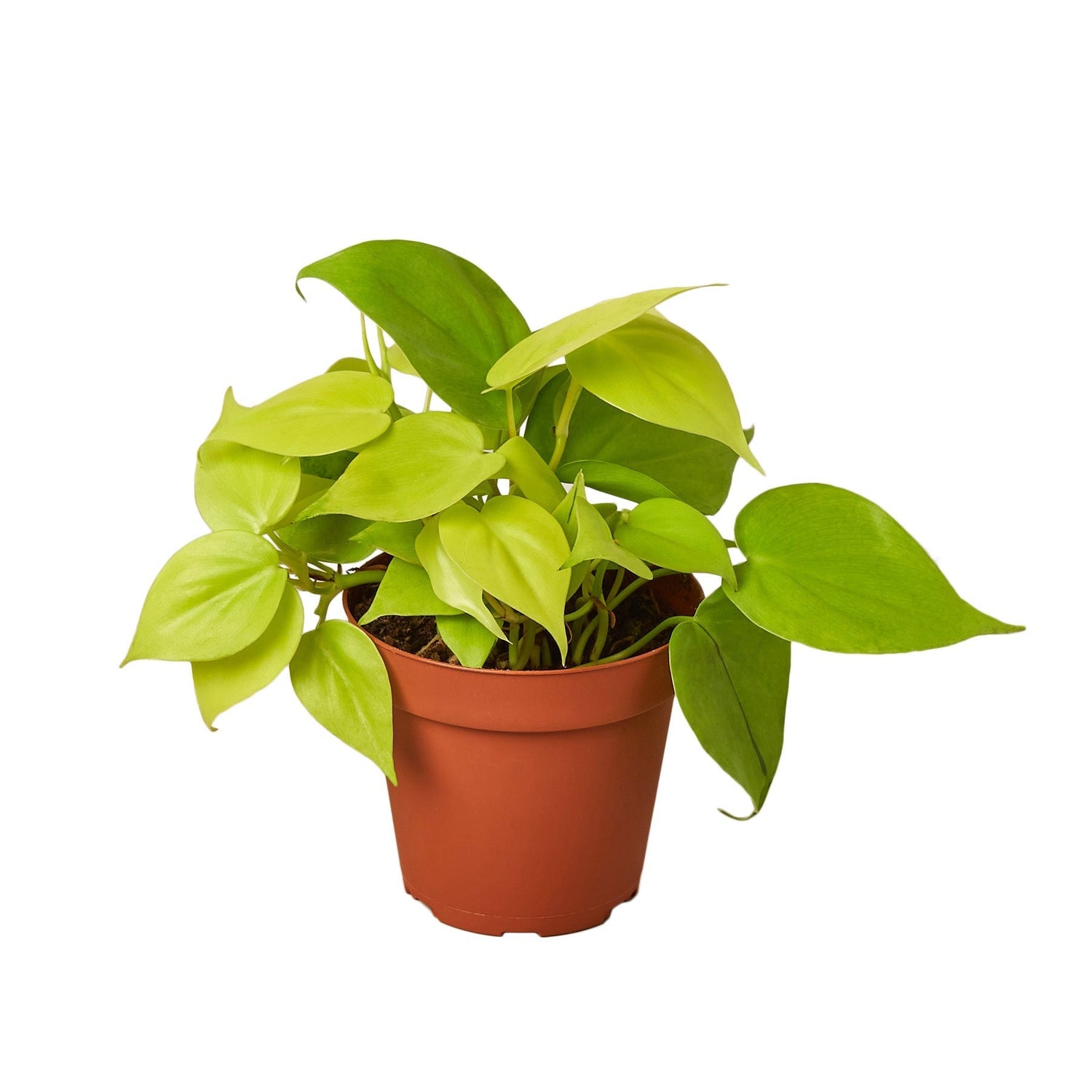 Philodendron &