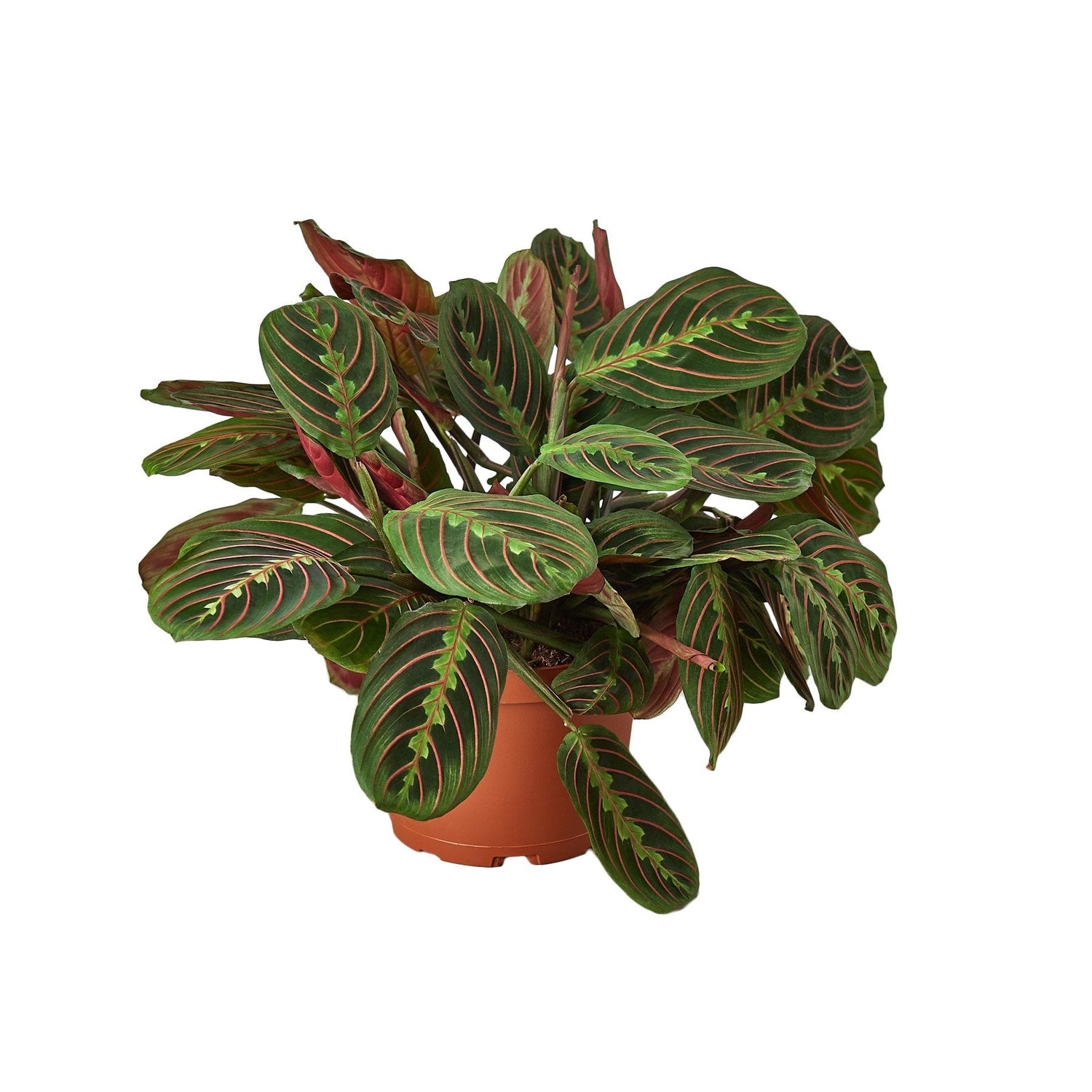 Maranta Red Prayer - 6&quot; Pot - NURSERY POT ONLY