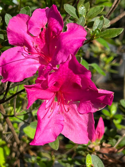 Autumn Royalty Encore Azalea-Reblooming Purple Azalea, Delivers Up To 3 Flushes of Blooms a Year