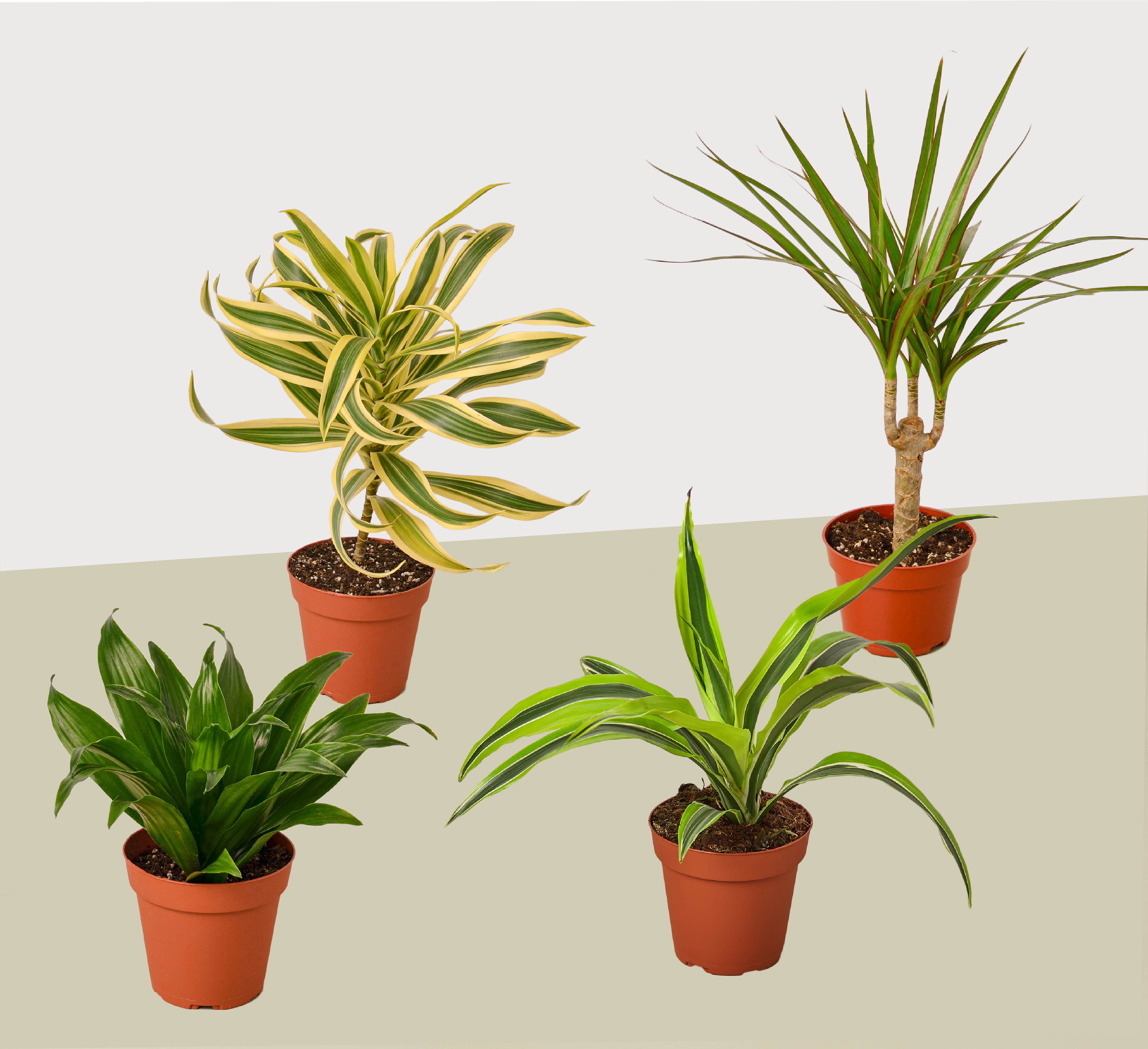 4 Different Dracaenas Variety Pack - Live House Plant - FREE Care Guide - 4&quot; Pot