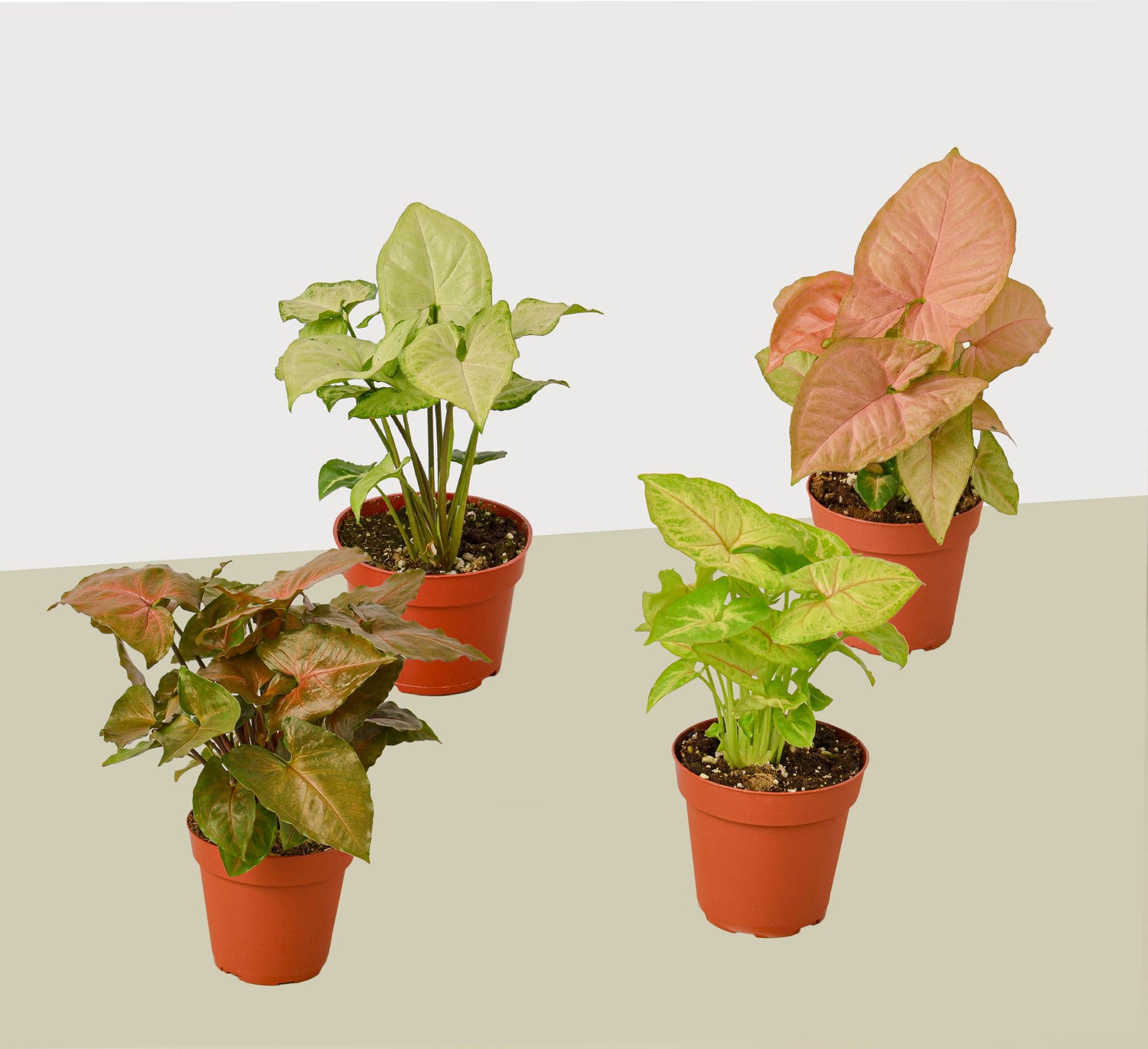 4 Different Syngonium Plants - Arrowhead Plants / 4&quot; Pot / Live Plant