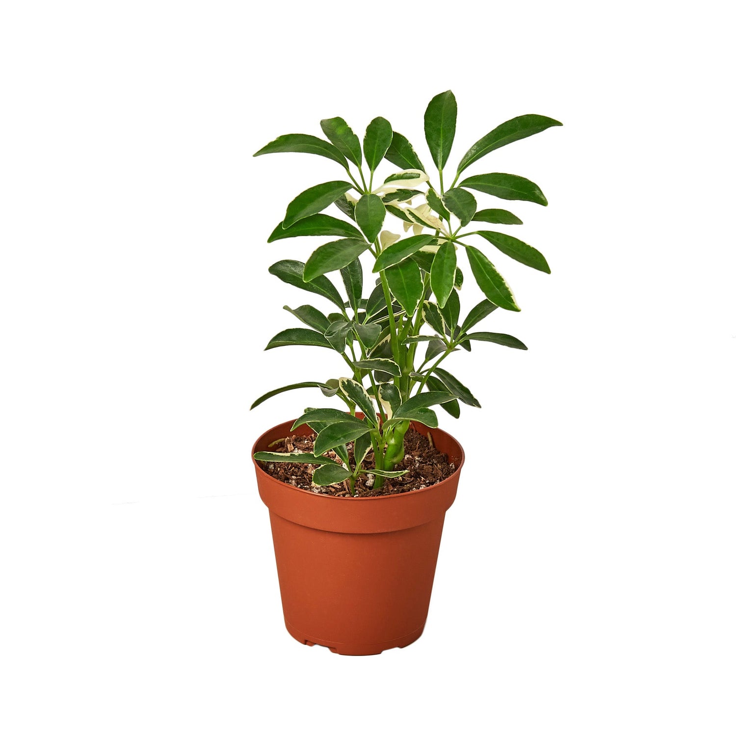 Schefflera Moonlight &