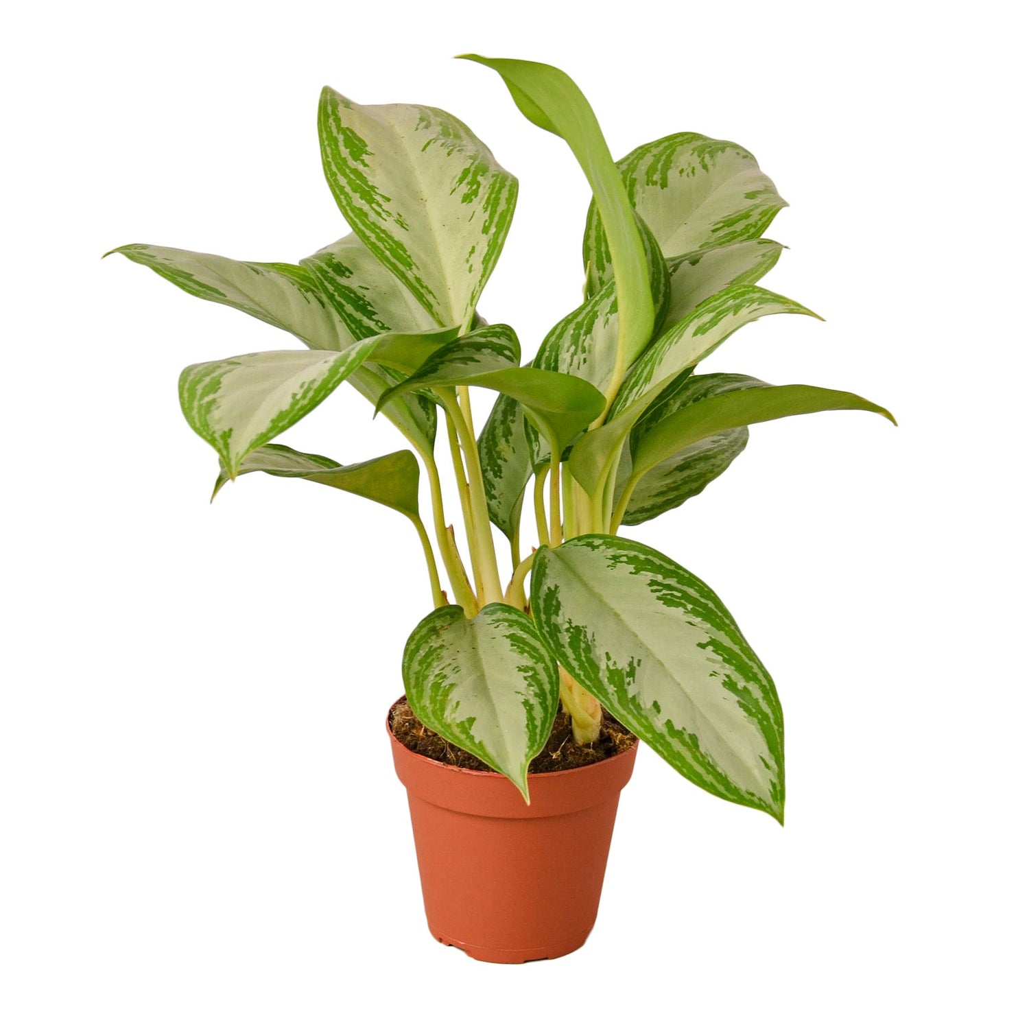 Chinese Evergreen &