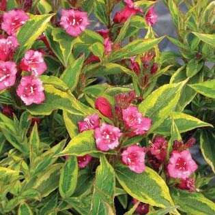 French Lace Weigela is a Variegated Weigela with Bright Green Leaves with Yellow Green Margins