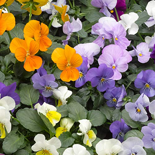 (3.5 Inch Pot/18 Count Flat) Viola Penny Lane Mix-Colors Ranging From The Deepest Purples To Azure Blue To Orchid Frost.