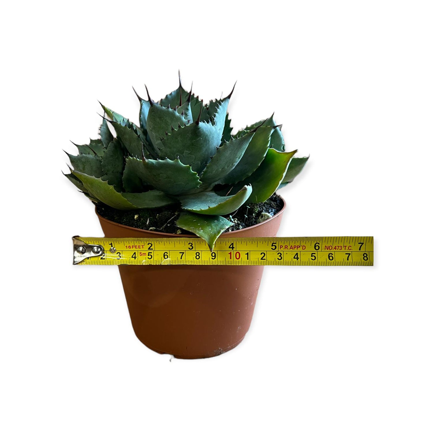 Blue Agave Mini