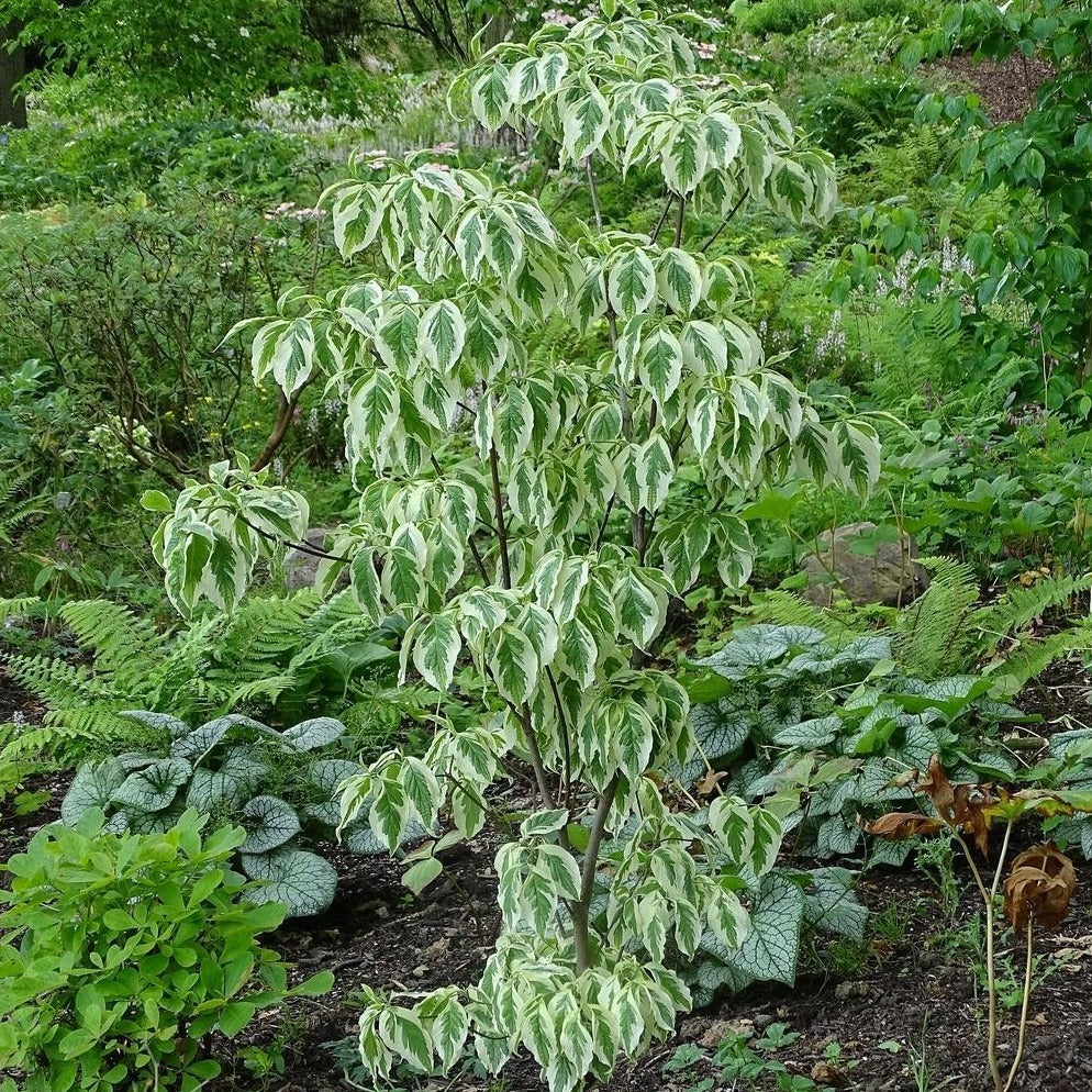 (2 Gallon) Dogwood Daybreak Tree, Variegated Dogwood with White Flowers, Green Leaves with White Margins, Turning Pink with Center of Leaf Turning Red