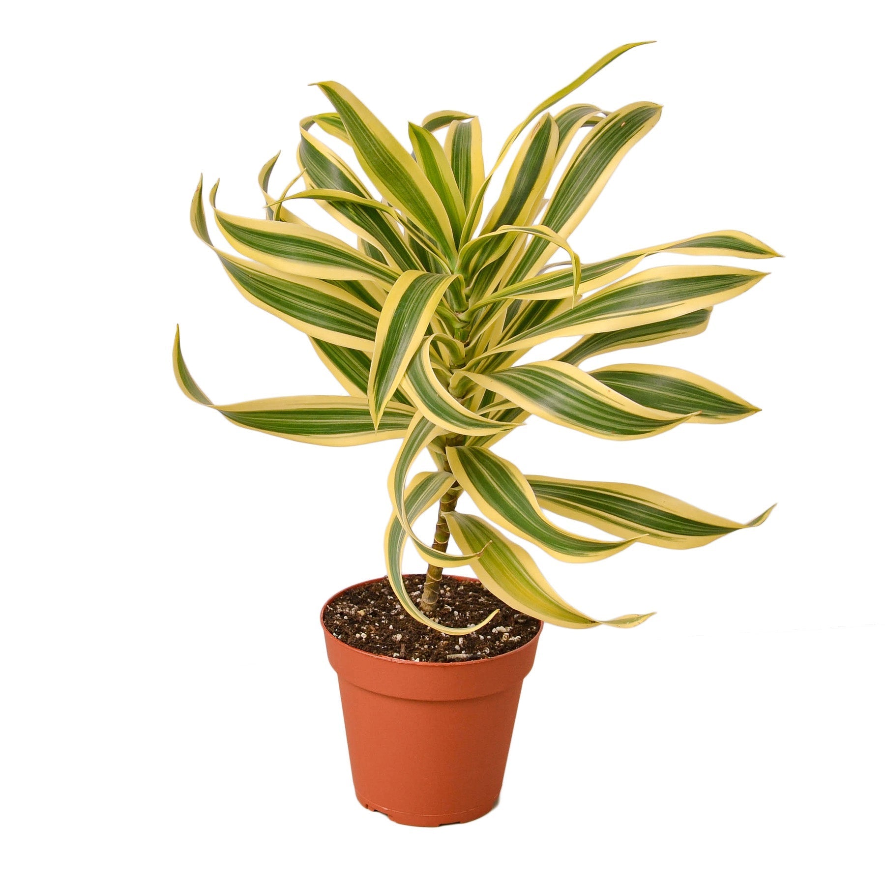 Dracaena &