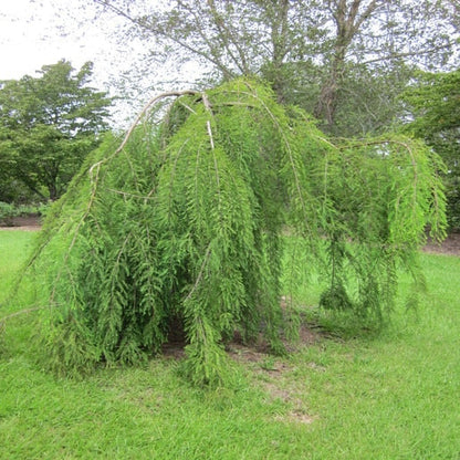 Weeping Bald Cypress