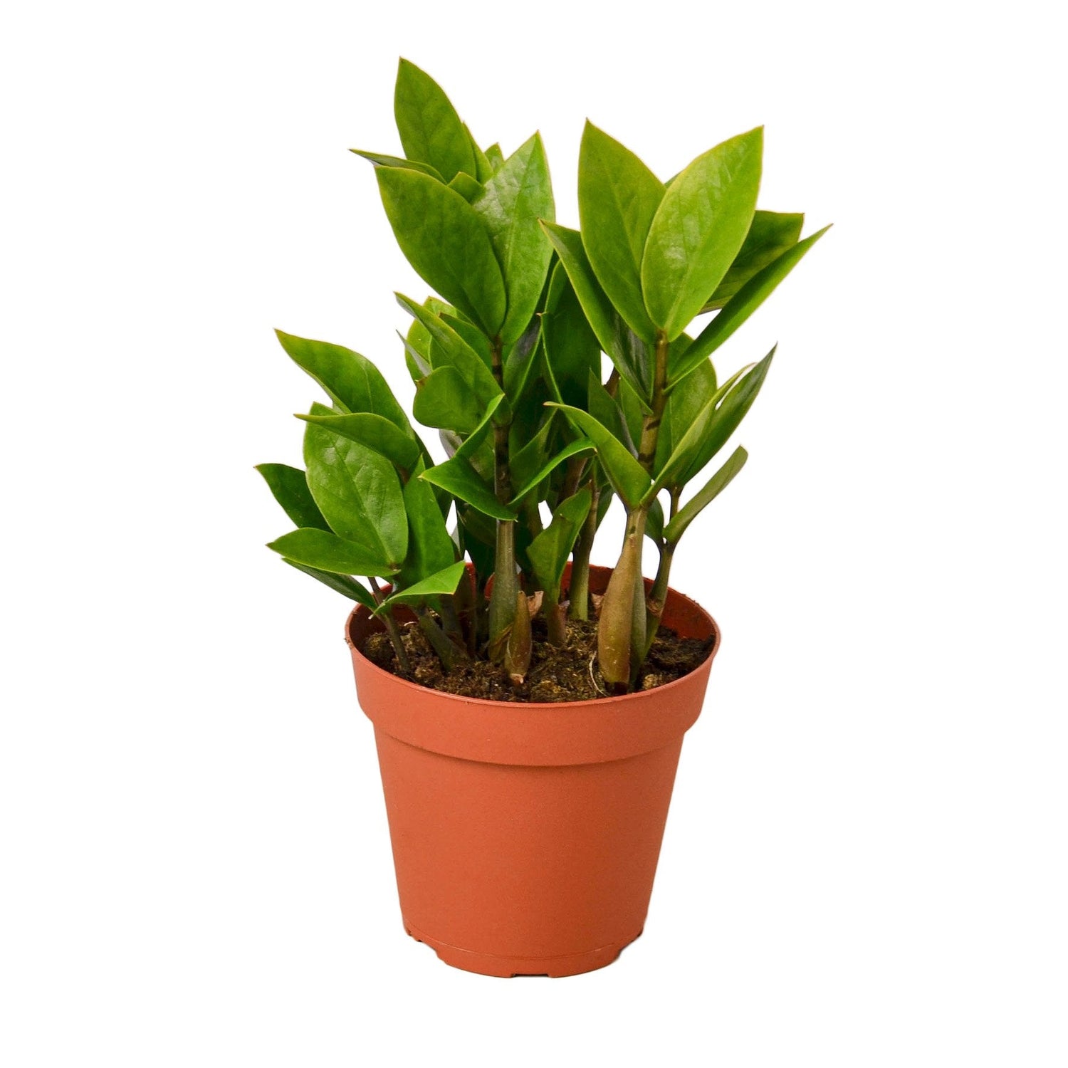 Zamioculcas Zamiifolia ZZ - 4&quot; Pot -  NURSERY POT ONLY