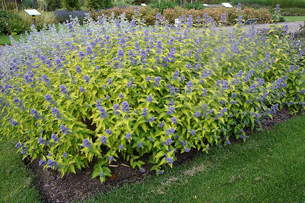 (2 Gallon) Caryopteris Hint of Gold - Gorgeous White Blooms and Glossy, Green Leaves. Very Fragrant.