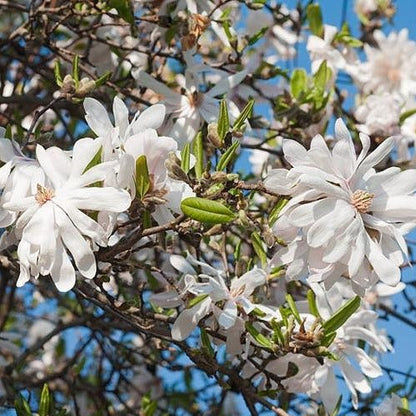 Centennial Magnolia Trees, White Flowers with a Hint of Pink, One of The Hardiest of The Magnolias, Small Tree Or Large Shrub