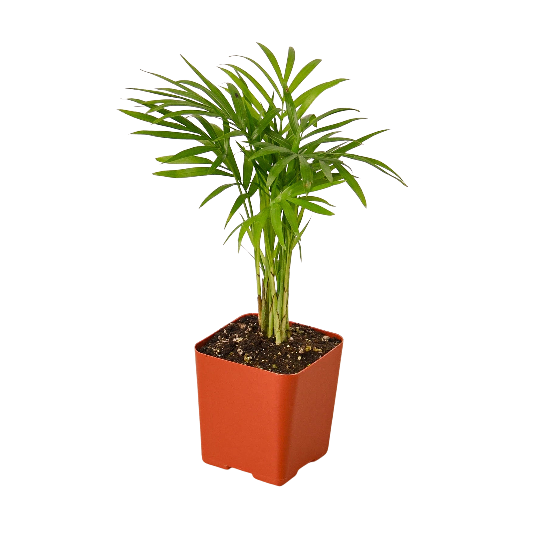 3&quot; Tropical Plant Variety Bundle