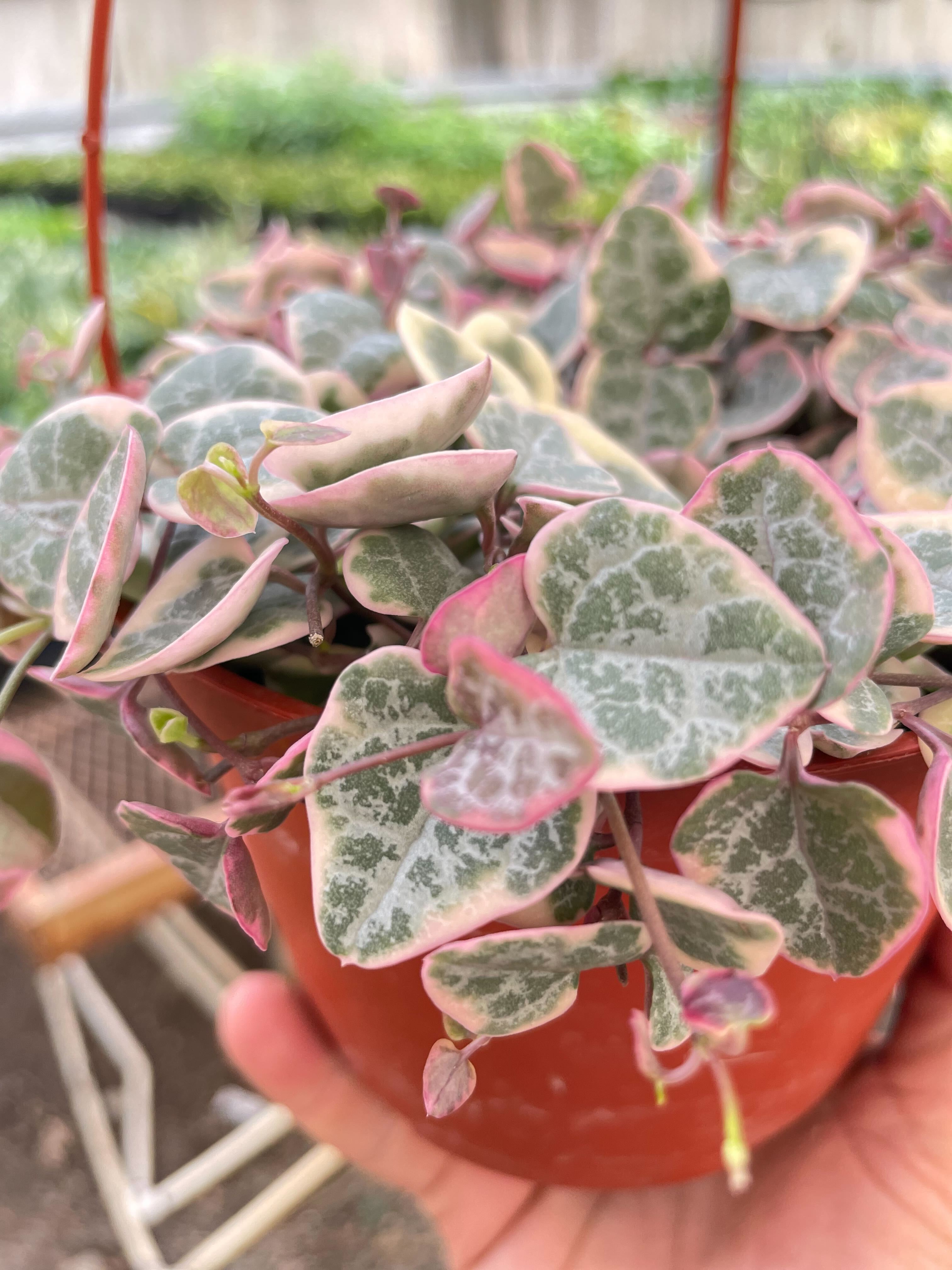 String of Hearts Variegated - 6&quot; Pot