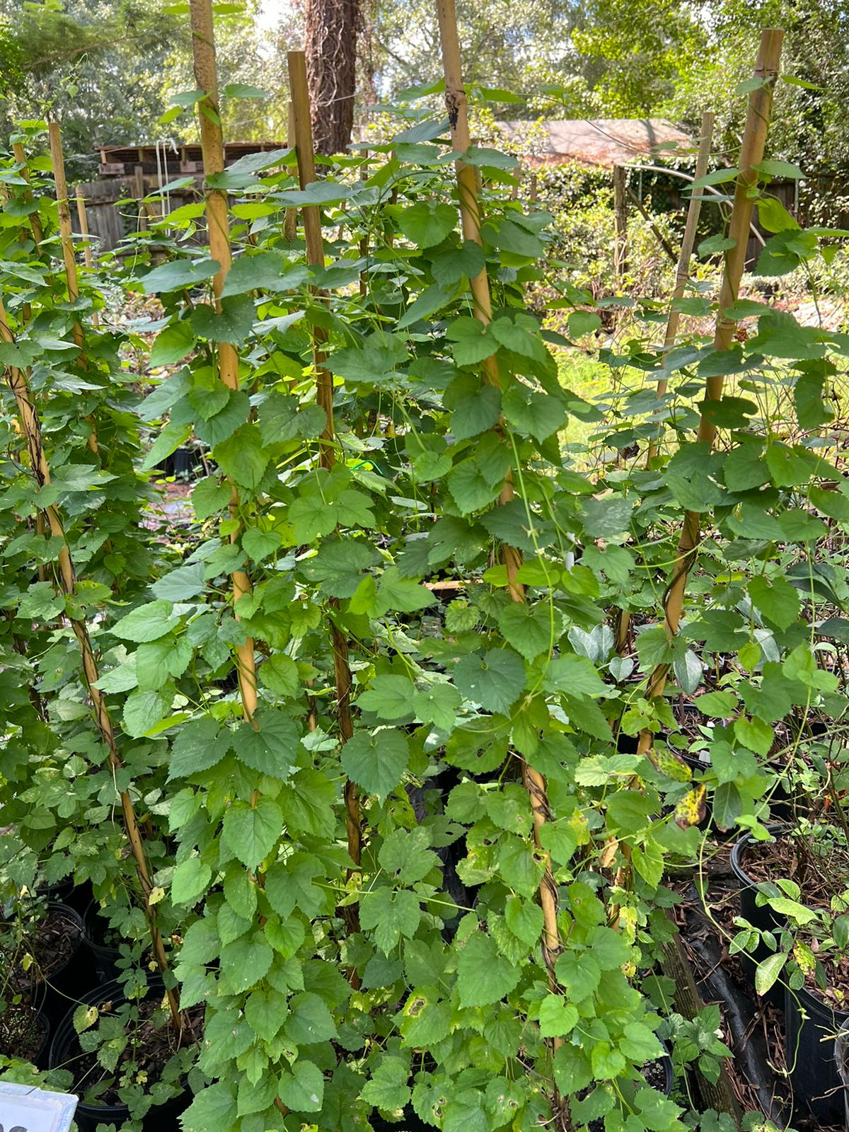 Hop Plant - Used for Making Beer