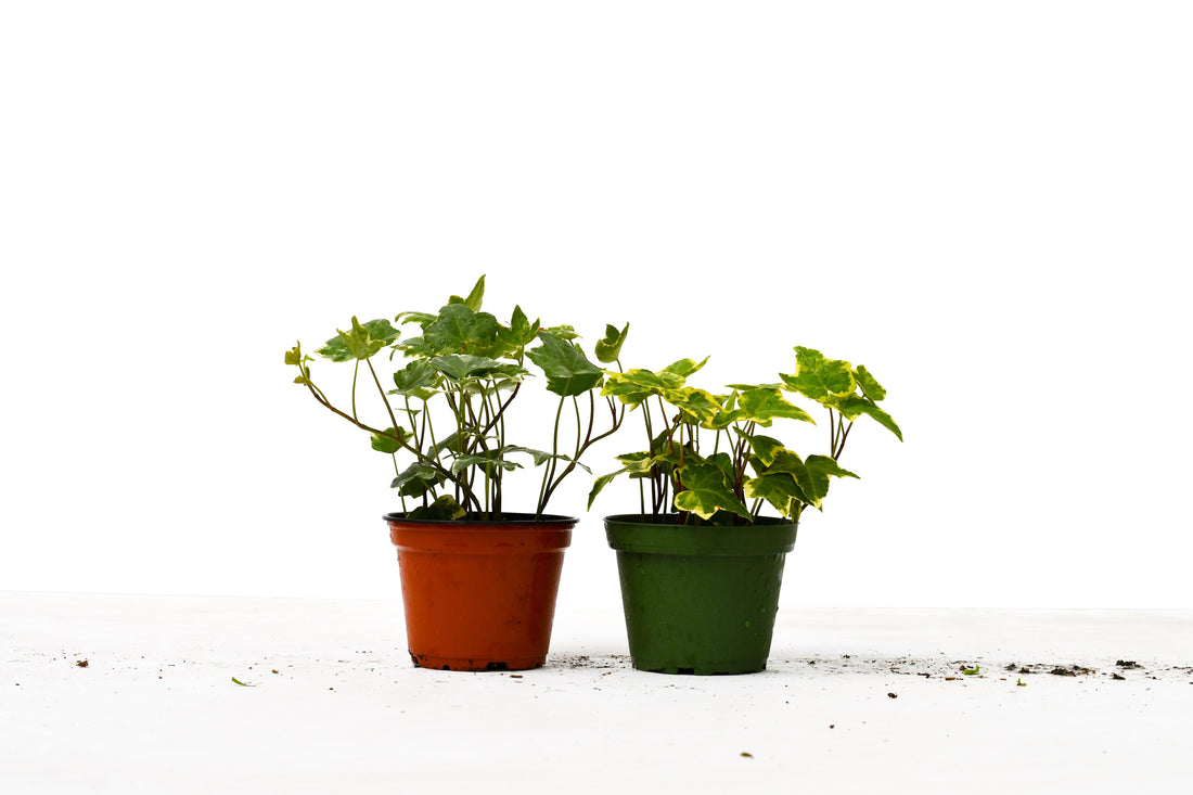 2 English Ivy Variety Pack - 4&quot; Pot