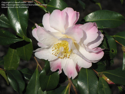 Camellia Star Above Star-Stunning White Blooms