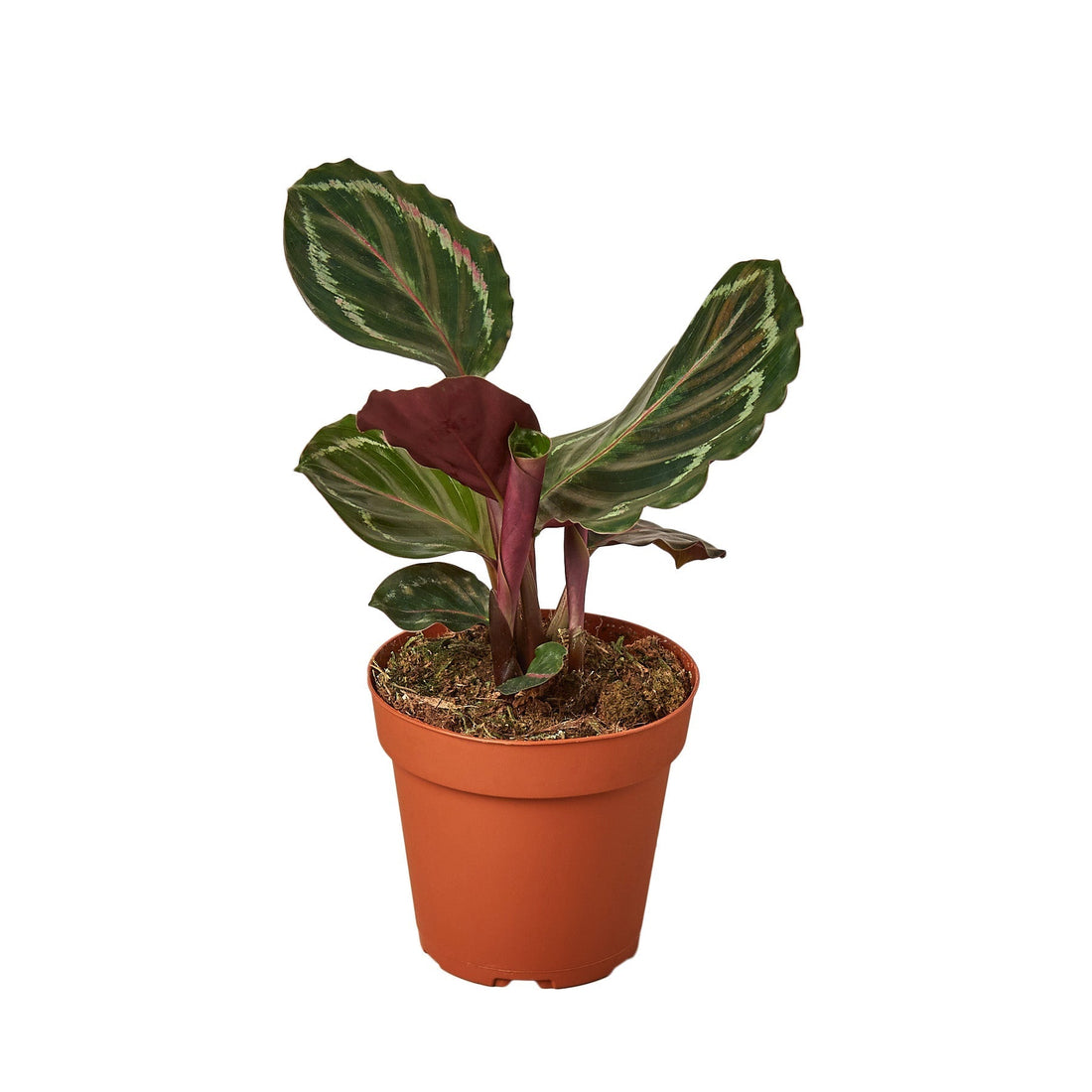 Calathea Roseopicta &