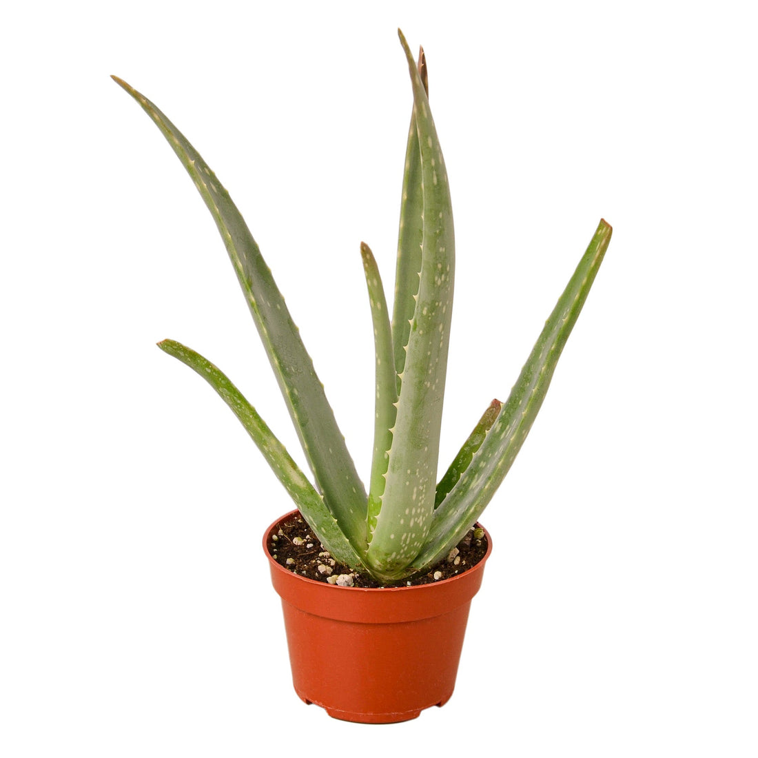 Aloe Vera - 4&quot; Pot - NURSERY POT ONLY