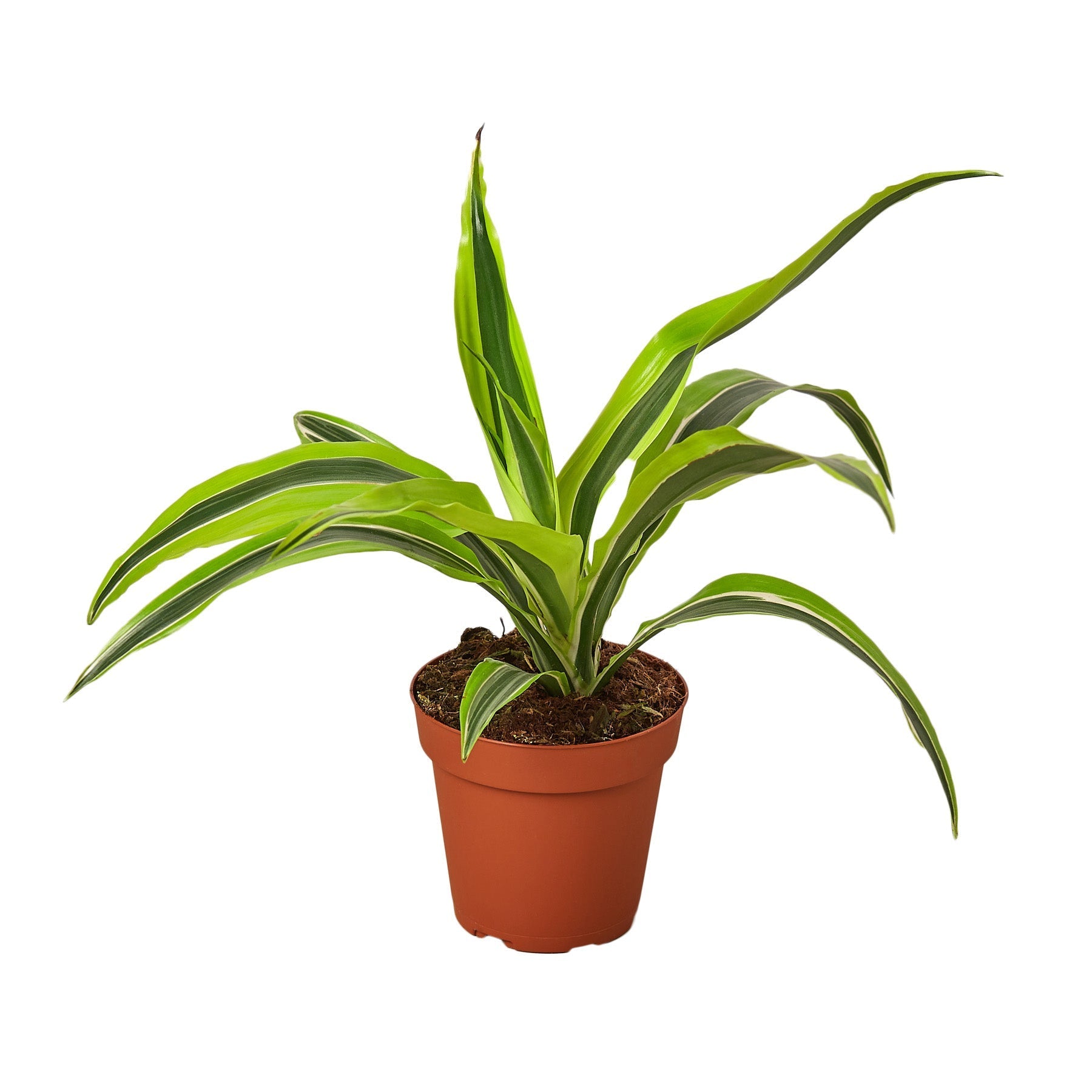 Dracaena Deremensis &