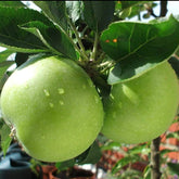 Granny Smith Apple Tree - Famous for Tart and Sour Flavor