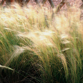 Quart Pot/10 Count Flat: Grass: Nassella (Stipa) Tenuissima &