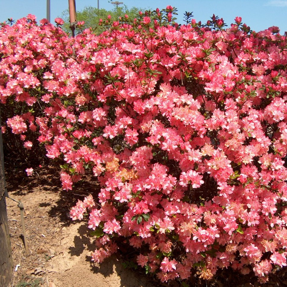 Hampton Beauty Azalea