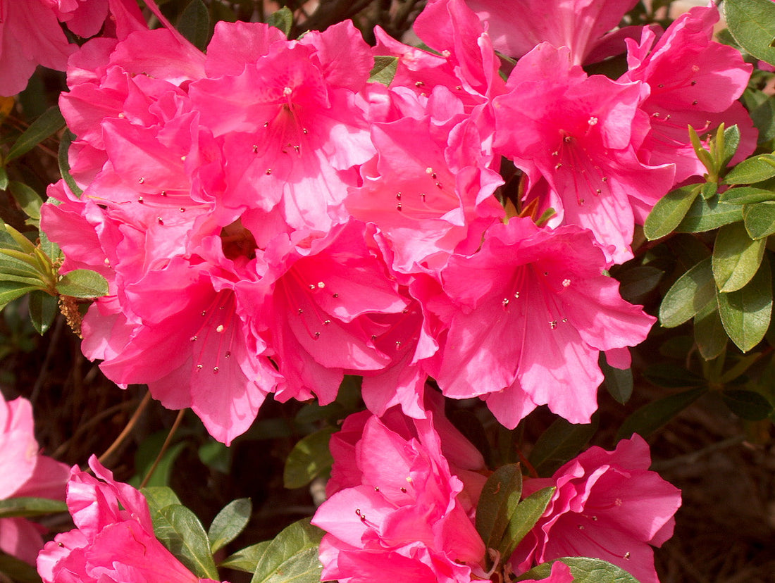 Pink Ruffle Azalea