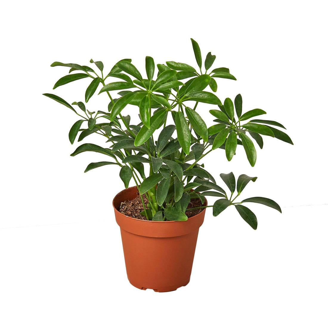 Schefflera Arboricola &