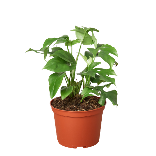 Philodendron Mini Monstera Minima - 6&quot; Pot - NURSERY POT ONLY