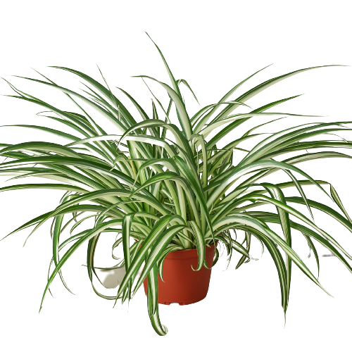 Spider Plant Reverse - 6&quot; Pot - NURSERY POT ONLY