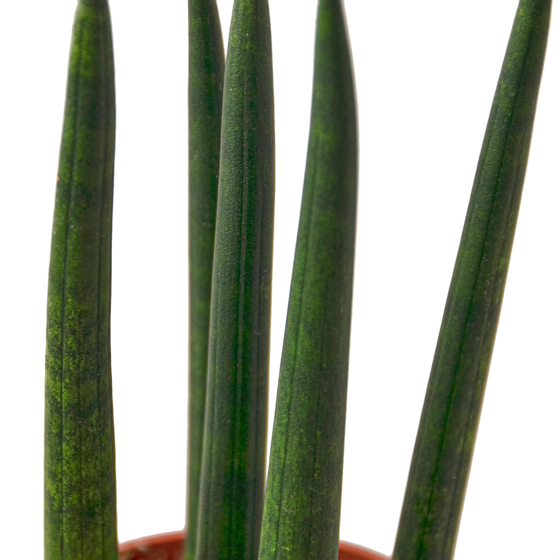 Snake Plant Cylindrica - 6&quot; Pot - NURSERY POT ONLY