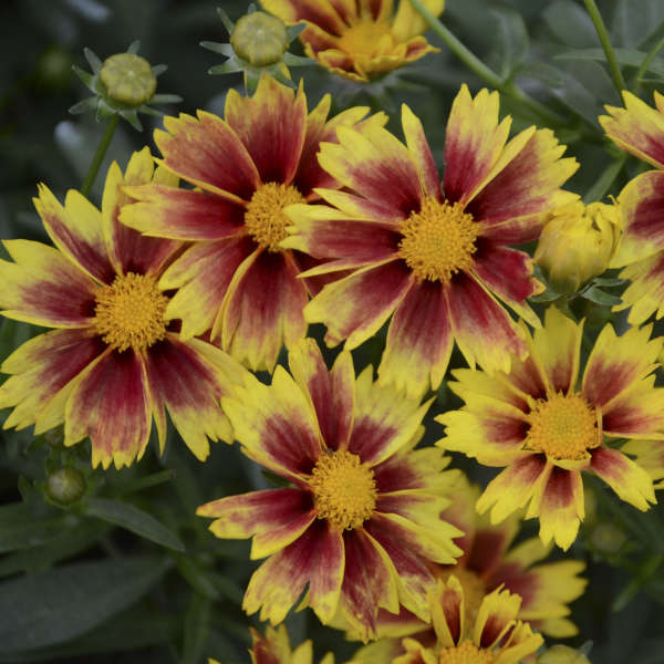 1 Gallon Pot: Coreopsis L&