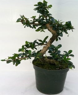 Bonsai Fukien Tea Tree (Live Plant), Indoor/Outdoor Plant