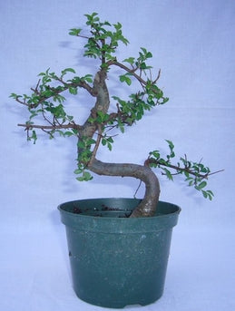 Bonsai Zelkova (Japanese Elm) Live Plant, Indoor/Outdoor Plant