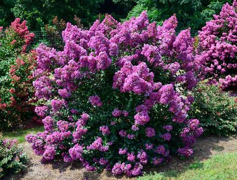 Crape Myrtle Purple Magic