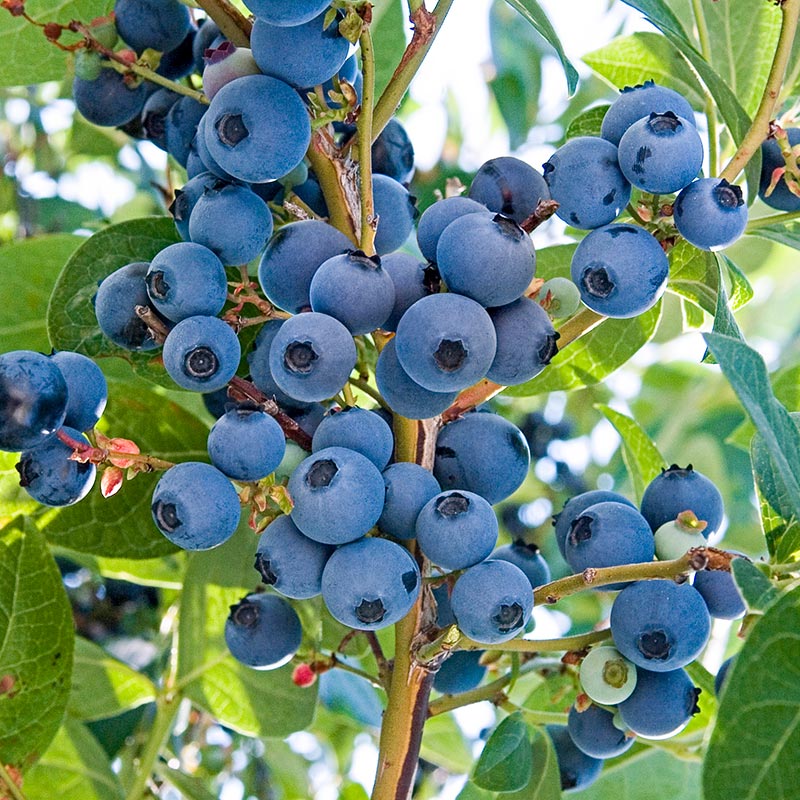 Vernon Blueberry Bush, Large, Flavorful Berries with Full Color and Excellent Firmness, Early Season, Good Yields and Excellent Vigor