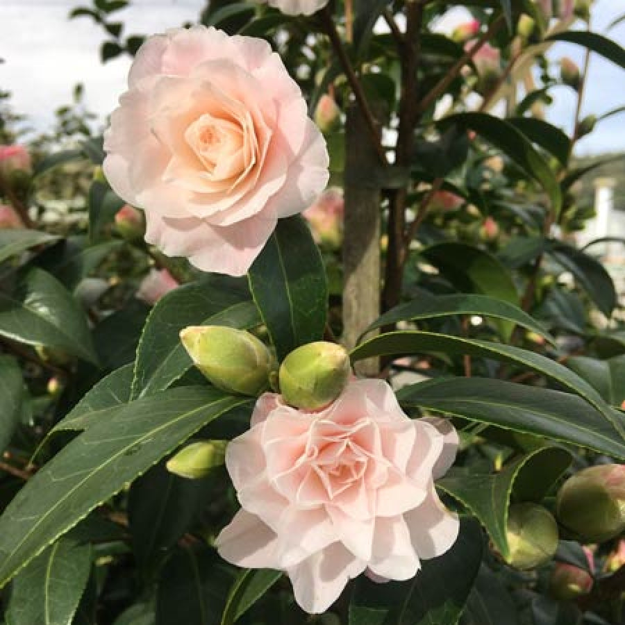 Camellia Buttons &amp; Bows-Stunning Light Pink Blooms