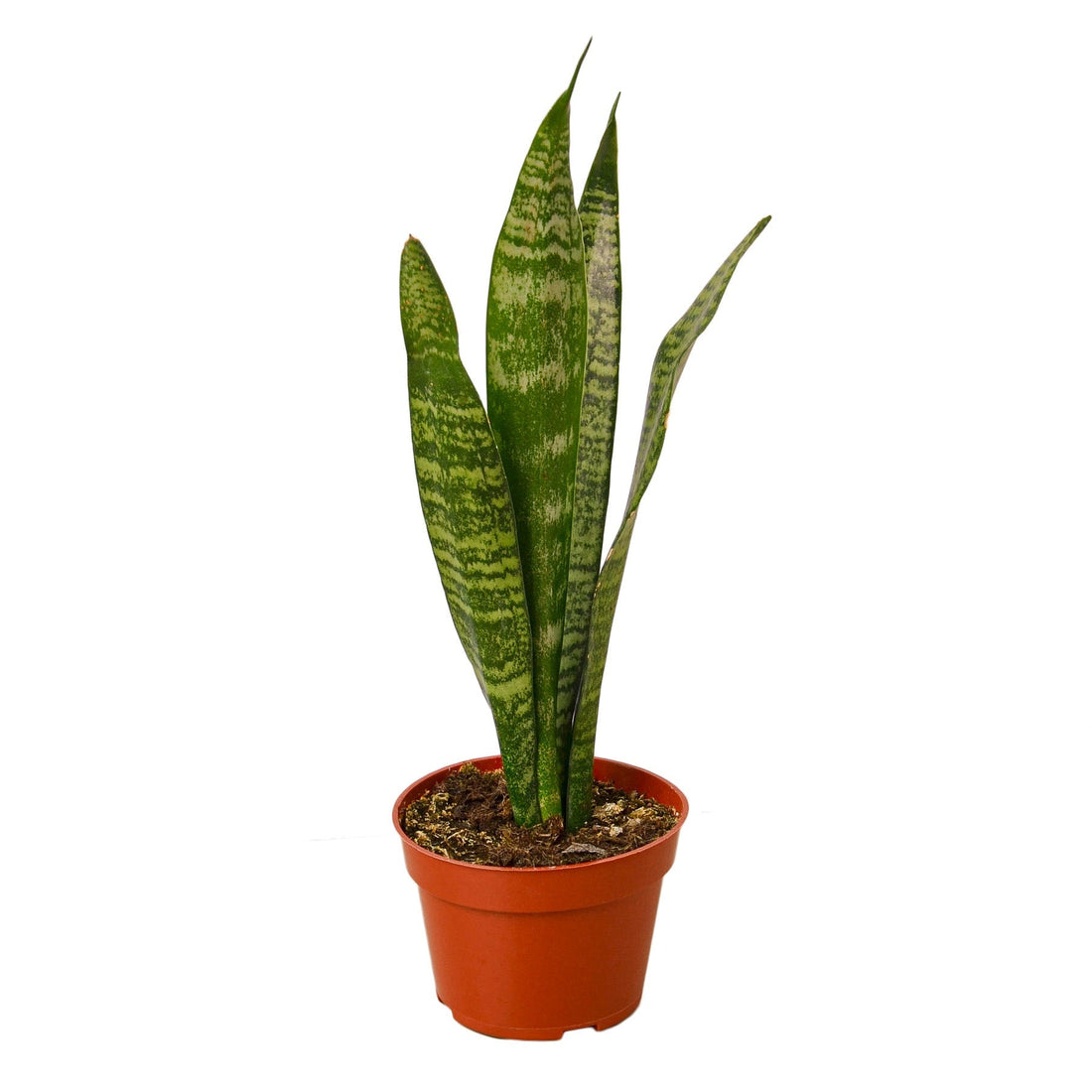 Snake Plant &