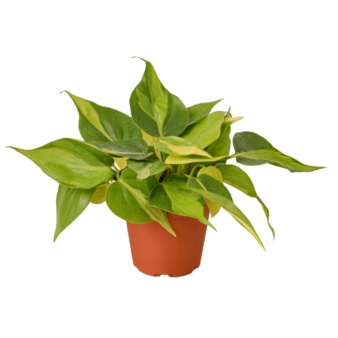 Philodendron &