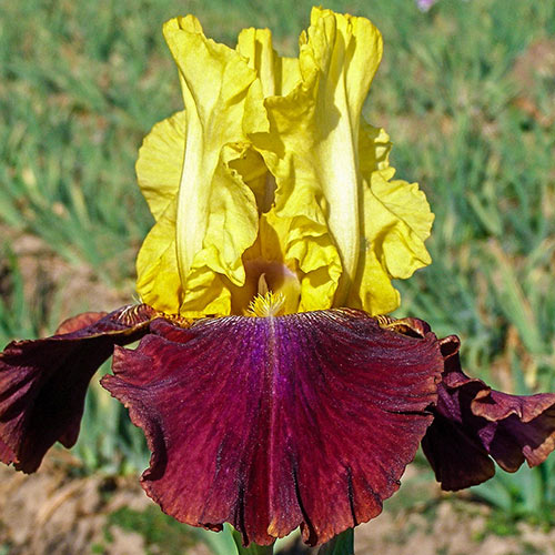 1 Gallon Pot: Iris Germanica Blatant Bearded German Iris. Canary Yellow Standards with Deep Magenta Falls. Late Spring Bloom.